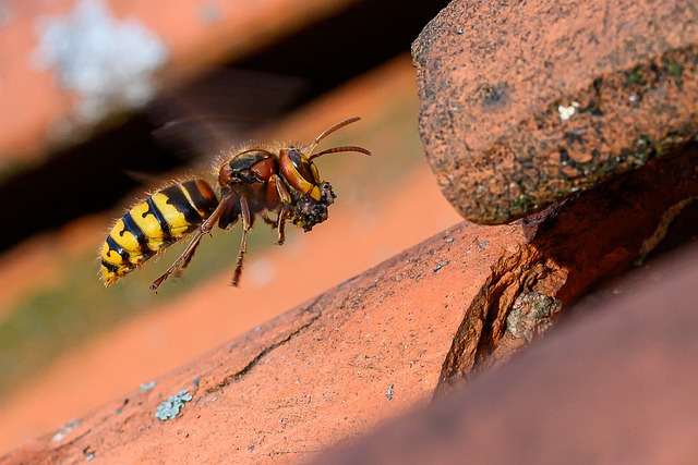 Free Hornet Insect photo and picture