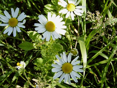 Free Camomile Flowers Meadow photo and picture