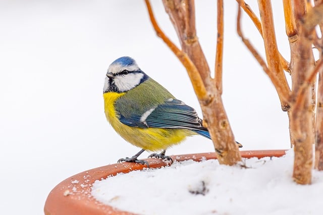 Free Eurasian Blue Tit Tit photo and picture