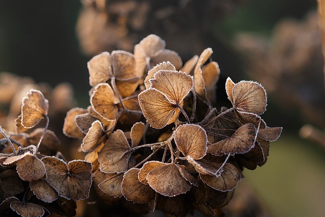 Free Flower Winter photo and picture
