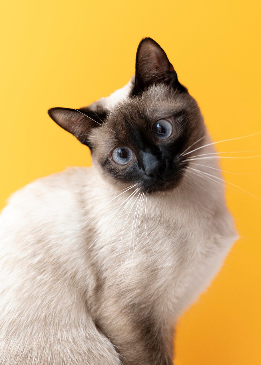 Cat Animal Feline Siamese Free Photo On Pixabay Cat Animal Feline Siamese Free Photo On Pixabay