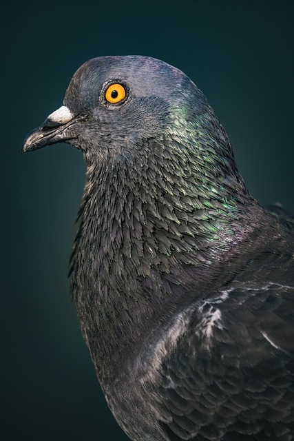 Free Pigeon Bird photo and picture