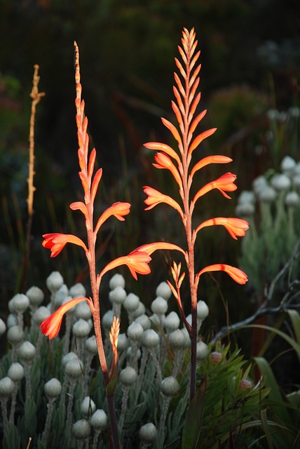 Watsonia Tabularis, Blomster, Blomstre