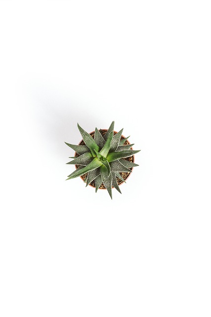 Kaktus, Plante, Grøn, Blade, Blad
