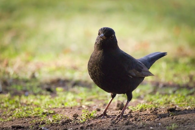 Vogel, Natur, Tier, Tierwelt, Vogelkunde