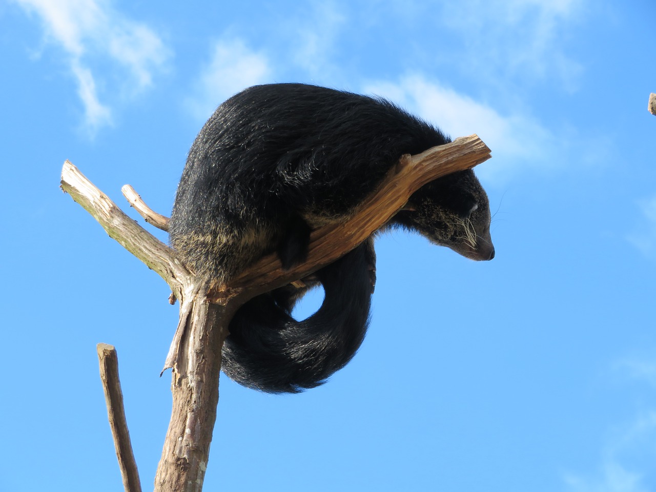 Binituwon Binturong Bearcat Animal - Free photo on Pixabay