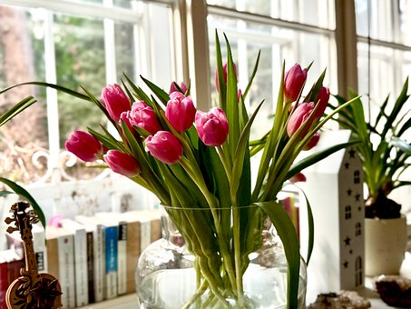 Free Flower Tulips photo and picture