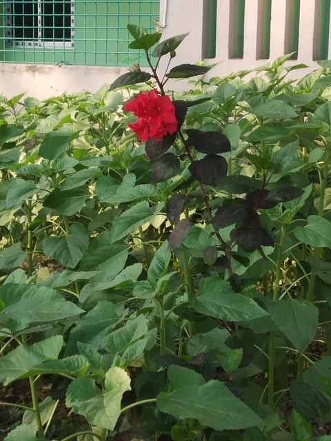 Free Flower Nature photo and picture