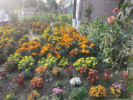 Free Garden Marigold photo and picture