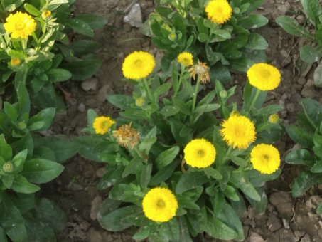 Free Marigold Flower photo and picture