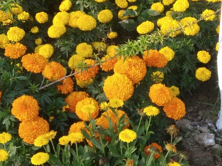 Free Marigold Nature photo and picture