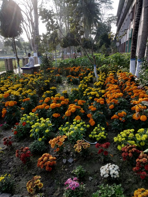 Free Marigold Nature photo and picture