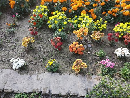 Free Marigold Nature photo and picture