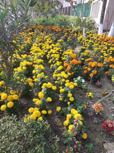 Free Marigold Nature photo and picture