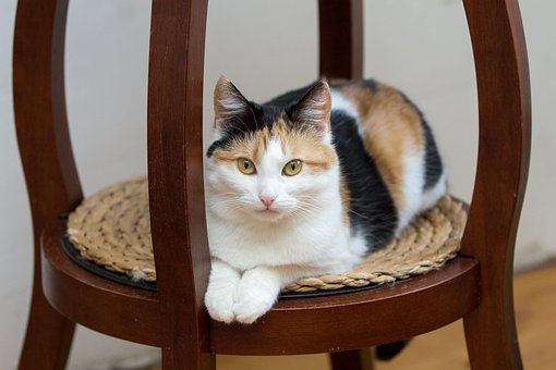 Free Cat Pet photo and picture