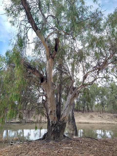 Free Gumtree Nature photo and picture
