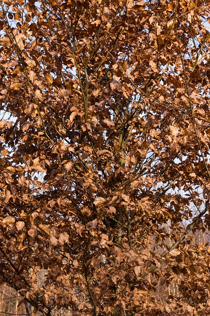 Free Foliage Winter photo and picture
