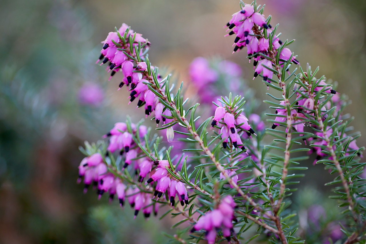 Erika Heather Inflorescence - Free photo on Pixabay