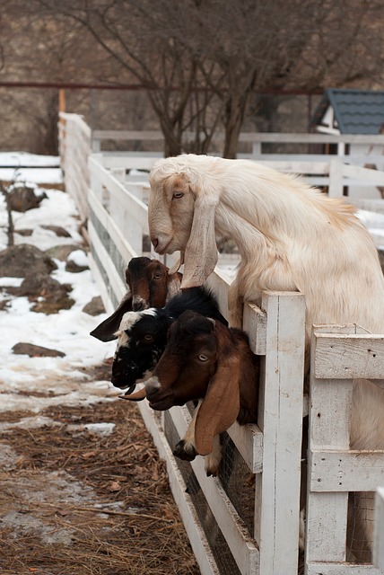 Free Goats Nature photo and picture