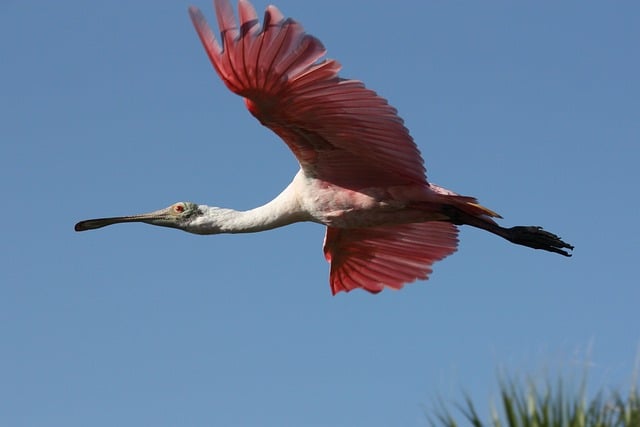 Page 2 100 Free Rosate Spoonbill Spoonbill Images Pixabay Roseate Spoonbill 9394796 640