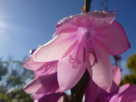 Blomst, Natur, Blomstre, Plante, Have