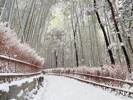 Bamboo Forest, Arashiyama, Kyoto, Sneeuw