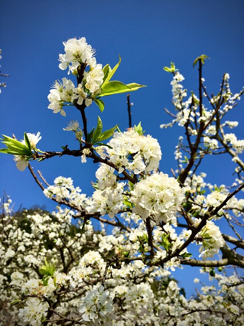 Árbol, Sale De, Flor, Florecer, Vietnam