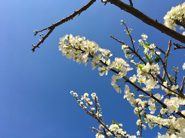 Árbol, Sale De, Mocchau, Flor