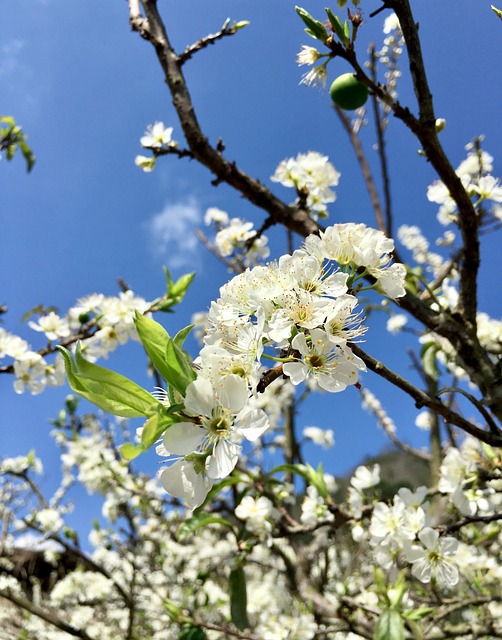 Vietnam, Flor, Árbol, Sale De, Mocchau