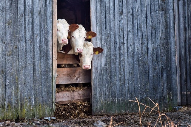 Free Cows Barn photo and picture