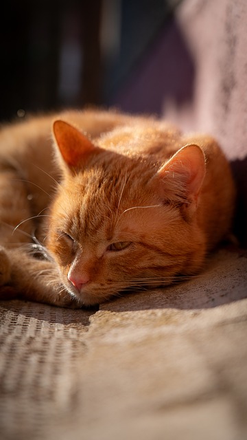 Free Cat Kitten photo and picture