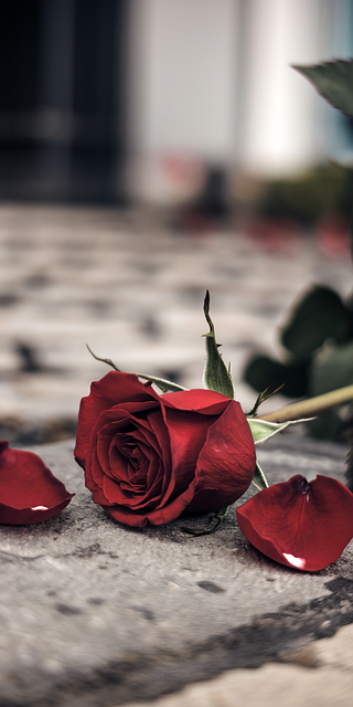 Rosa Roja, Enrojecimiento, Rosa Caída