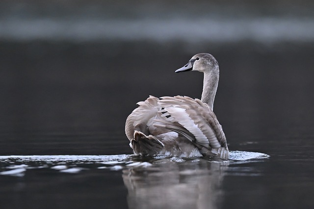 Free Swan Lake photo and picture