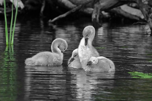 Free Swans Nature photo and picture