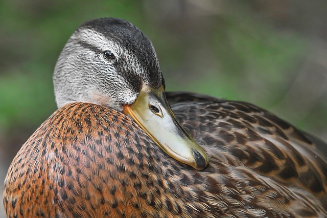 Free Duck Plumage photo and picture