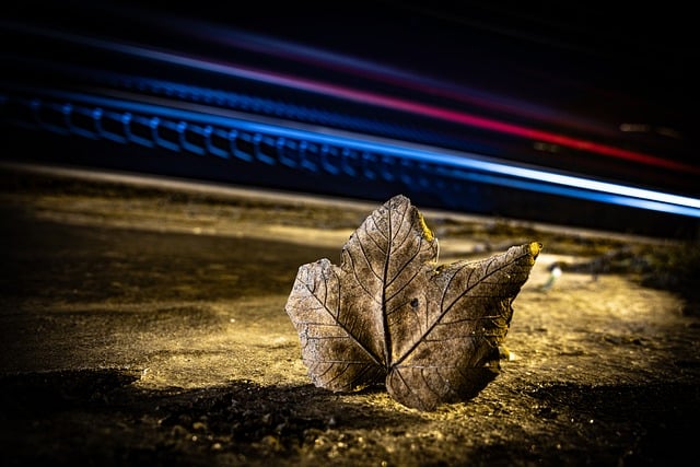 Free Leaf Nature photo and picture