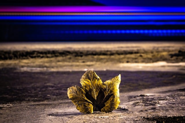 Free Leaf Nature photo and picture