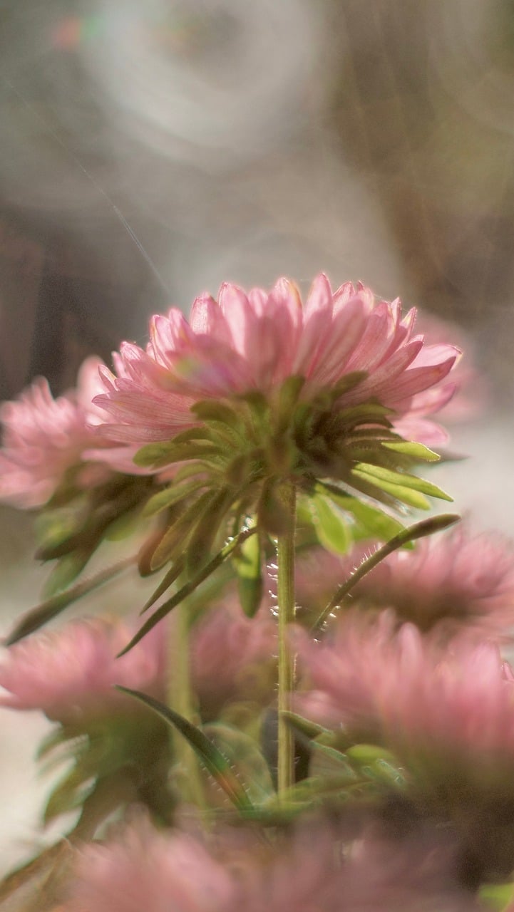 Flores, Planta, Natureza