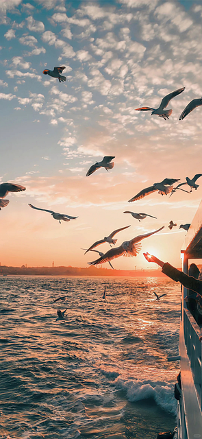 Seabird, Sea Surface, Sunset