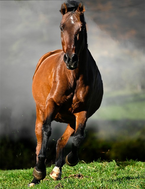 Free Horse Stallion photo and picture