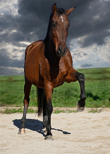 Free Horse Nature photo and picture