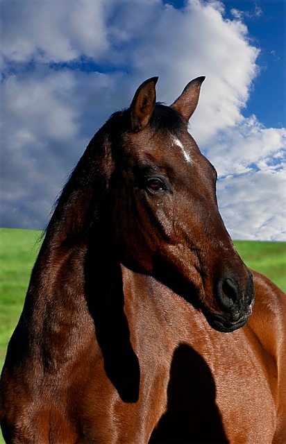 Free Horse Nature photo and picture