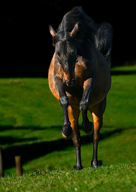 Free Horse Nature photo and picture