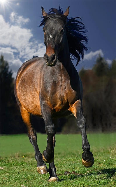 Free Mane Horse photo and picture