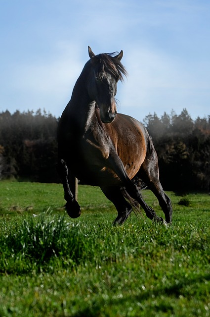 Free Pasture Stallion photo and picture