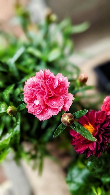 Flor, Árvore, País
