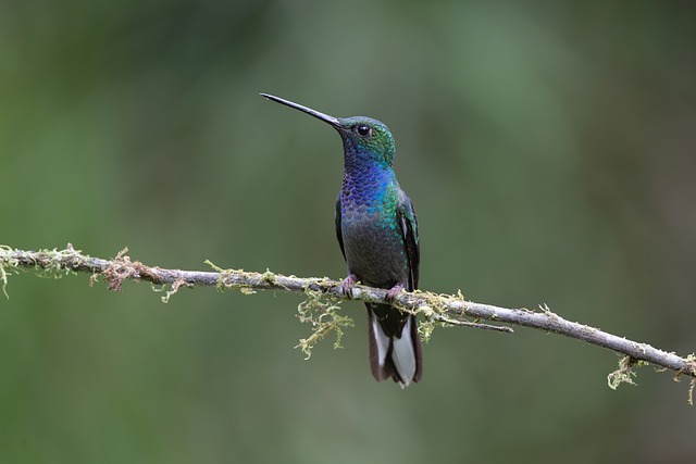 Free Hummingbird Bird photo and picture