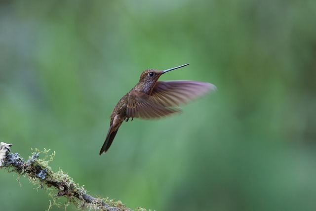 Free Hummingbird Bird photo and picture