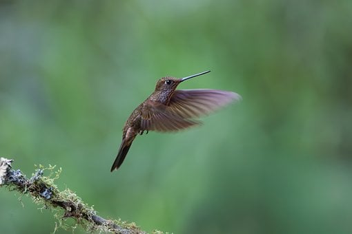 Kolibrík, Vták, Faunu, Príroda
