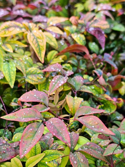 Free Leaves Droplet photo and picture